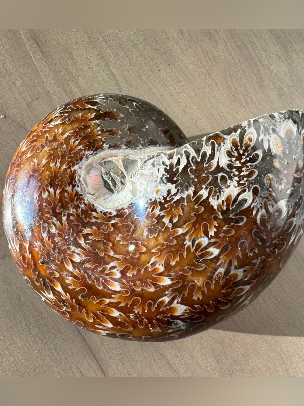 Medium Ammonite